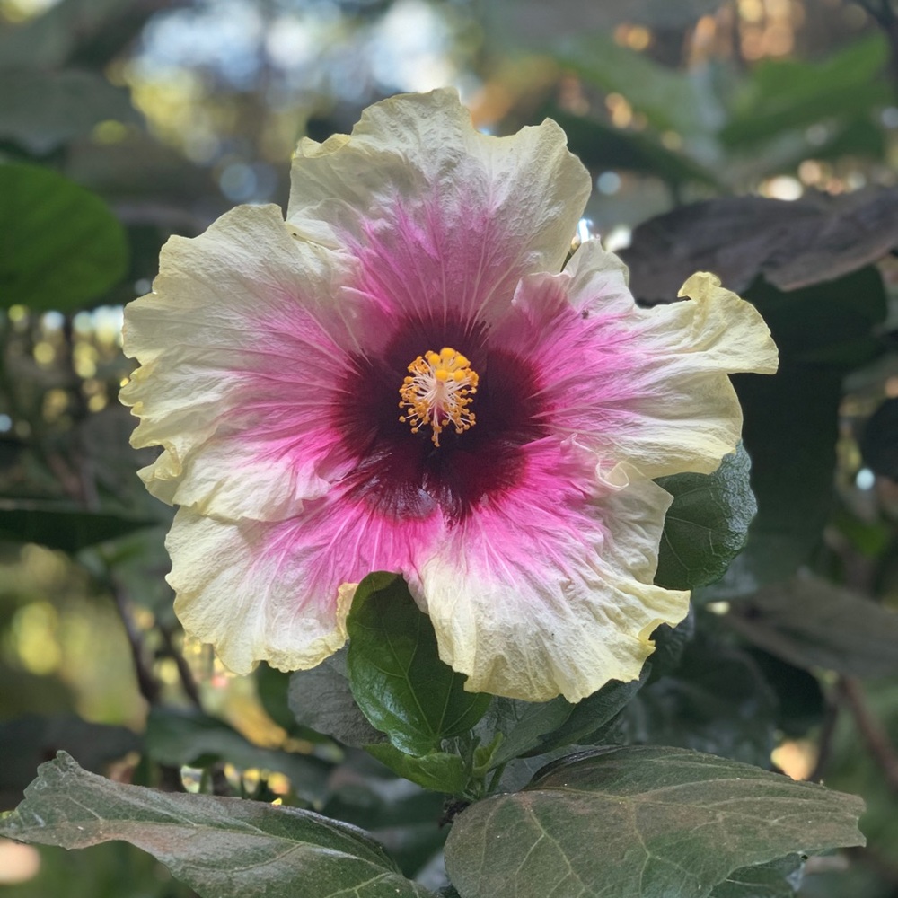 Meet your Posher, Bianei